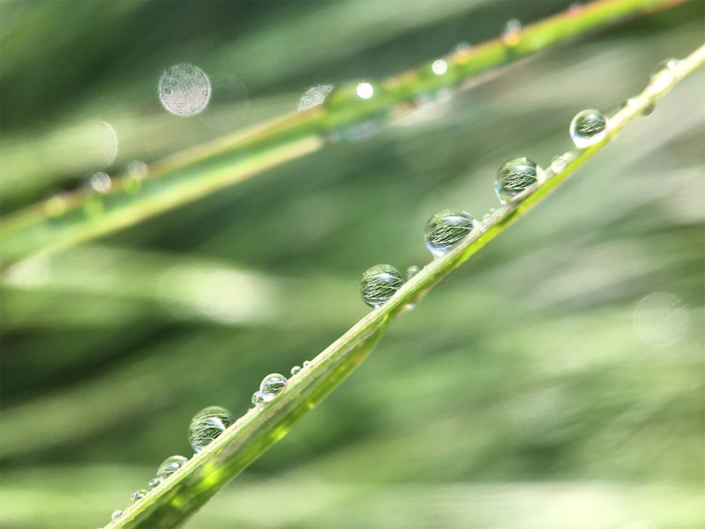 Close-Up Photography: Water Drops on Grass